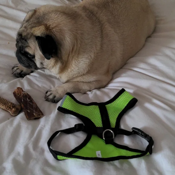NWOT Neon green harness and leash - Picture 3 of 8